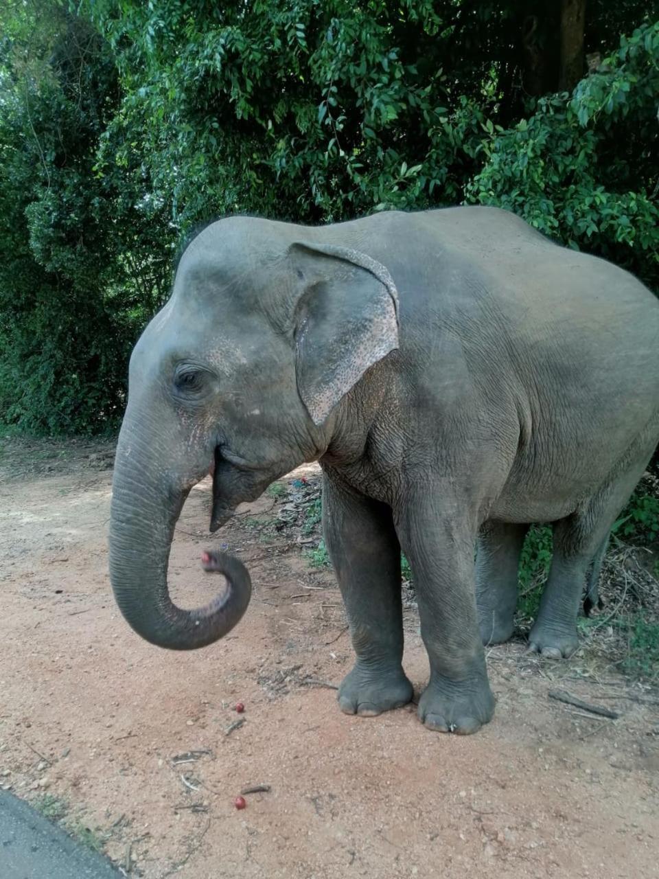 Sigiriya Rastha Hostel Zewnętrze zdjęcie